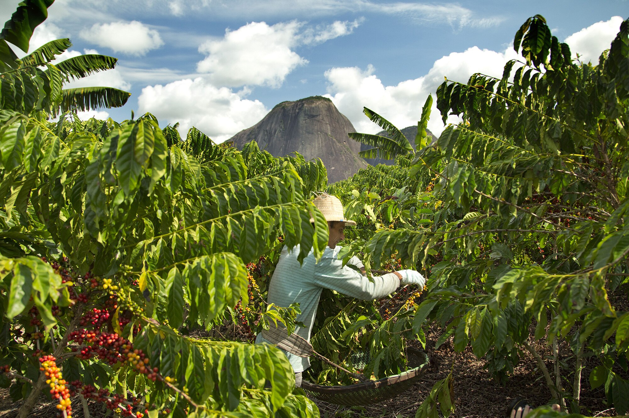 Nescafé Plan 2030 agricoltura rigenerativa Nescafé Plan 2030 agricoltura rigenerativa