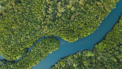 Foresta libera da plastica e inquinamento attraversata da un fiume vista dall’alto