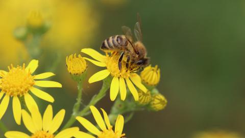 Un’ape che impollina un fiore giallo