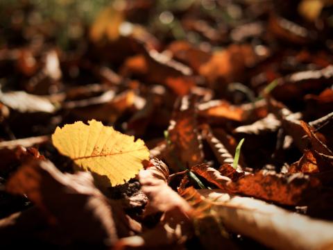 Foglie autunnali cadute a terra