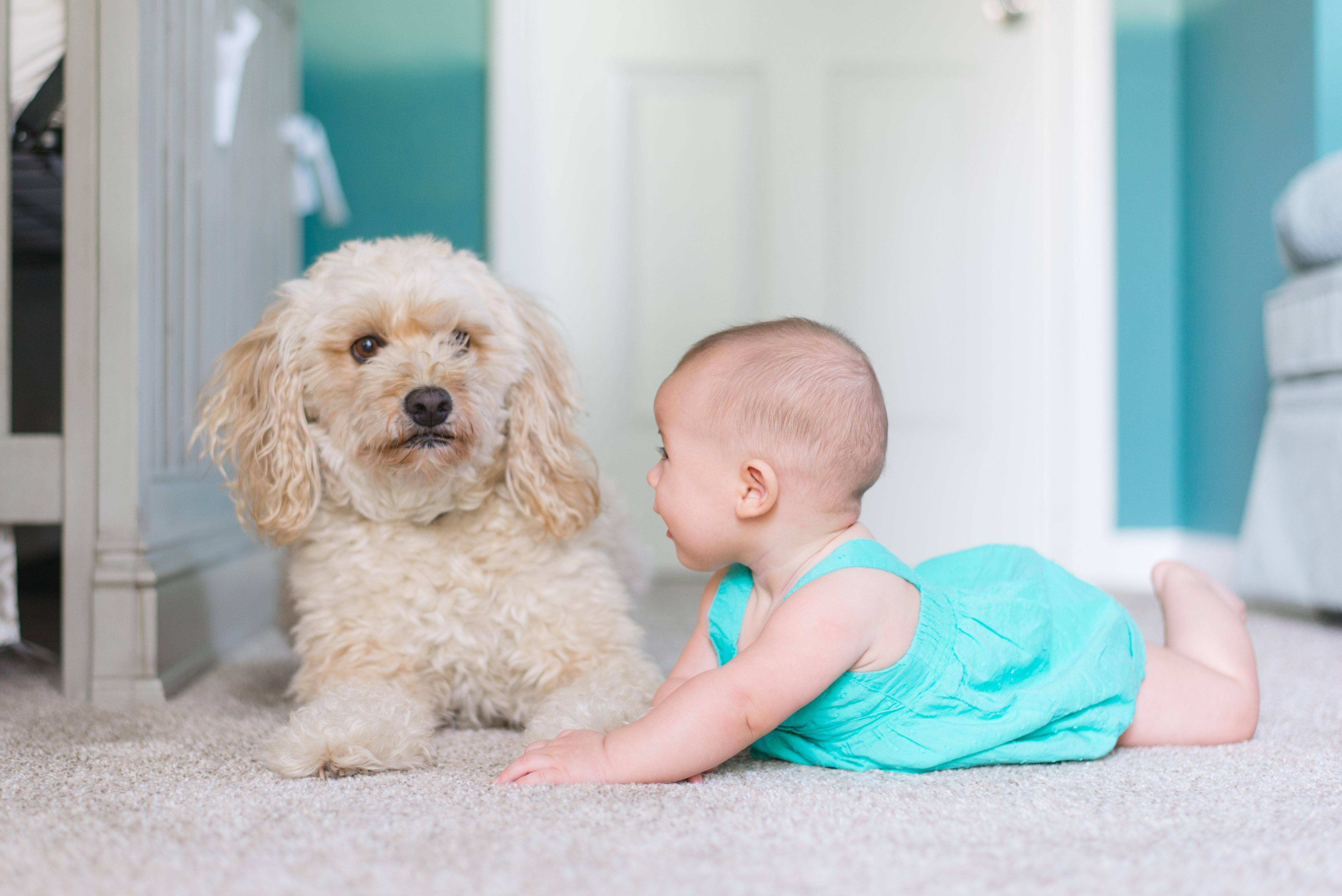 Un neonato e un cagnolino che giocano sul tappeto